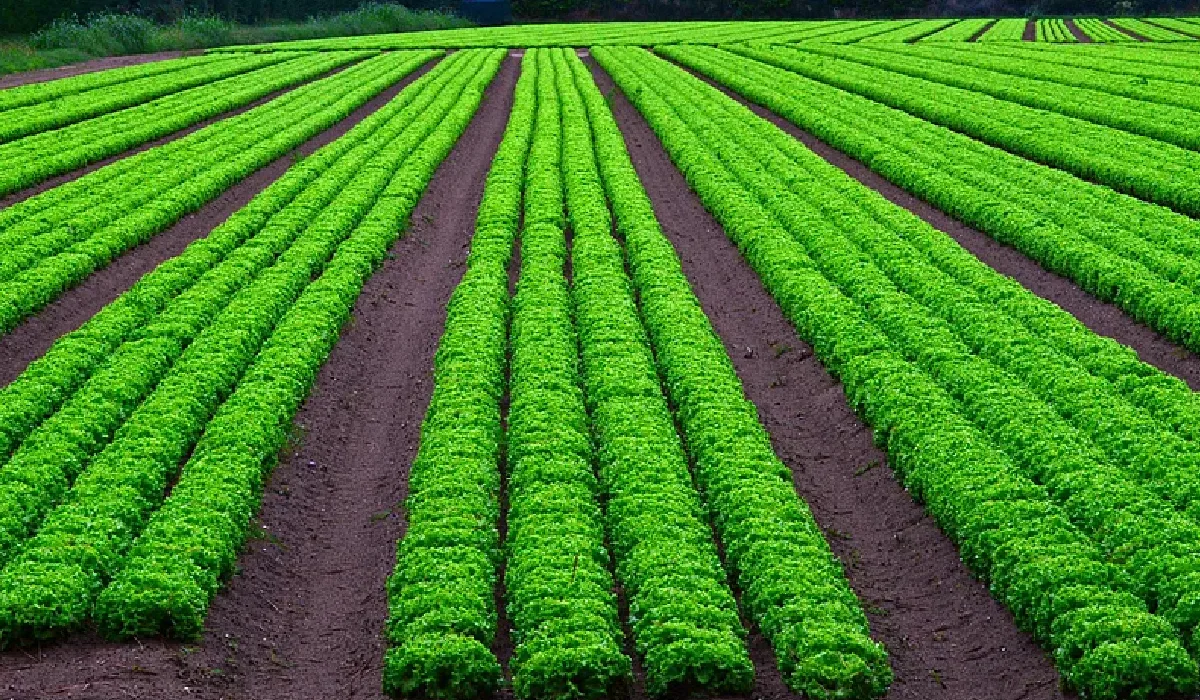 Agriculture